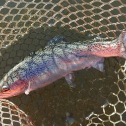 大安トラウトレイク釣果